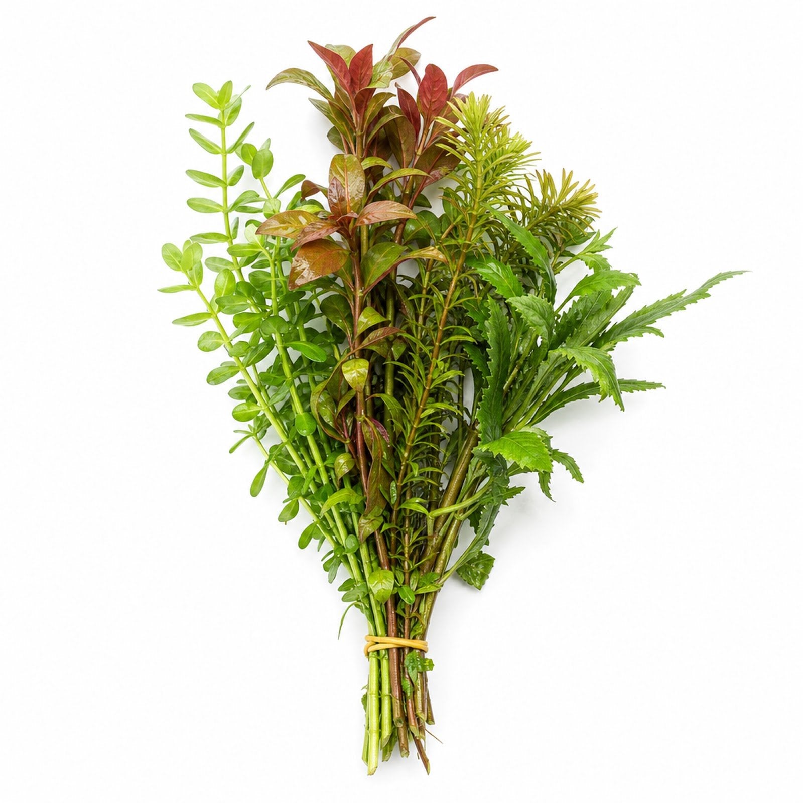 Assorted Mixed Plant Bundle