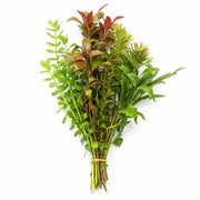 Assorted Mixed Plant Bundle