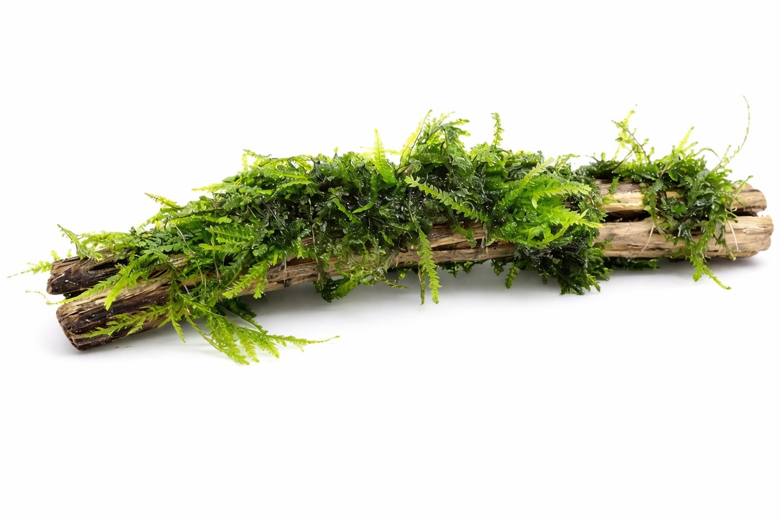 Moss On DriftWood