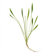 Chain Sword Narrow Leaf Hellanthium Bolivianum