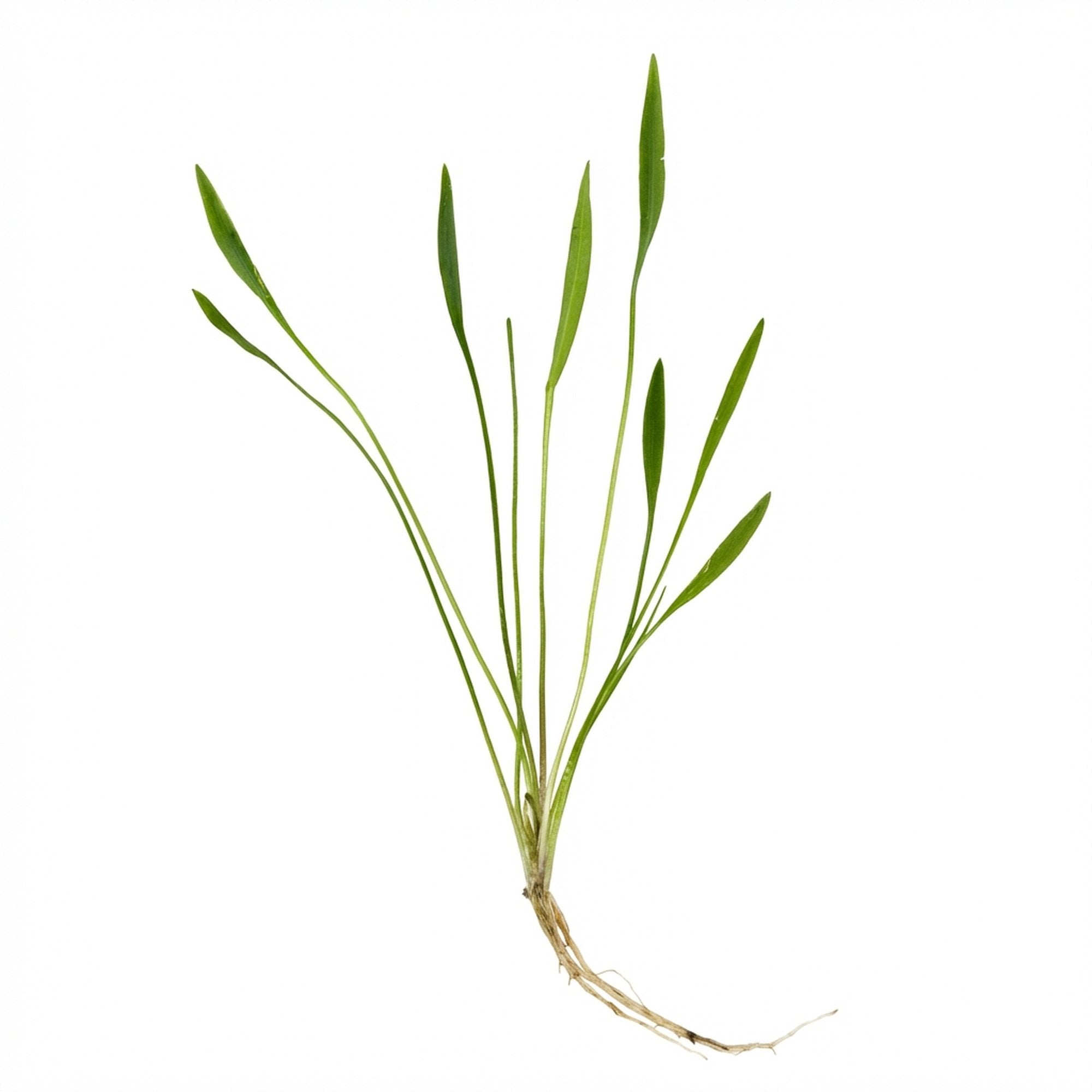Chain Sword Narrow Leaf Hellanthium Bolivianum