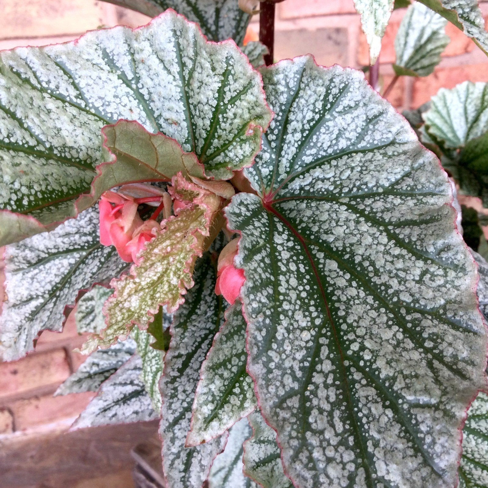 Angel Wing Begonia Frosty Rooted Starter Plant