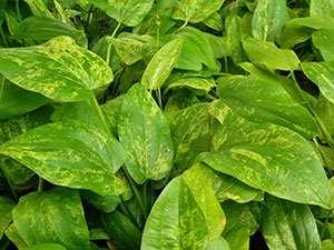 Marble Queen Sword Echinodorus Cordifolius