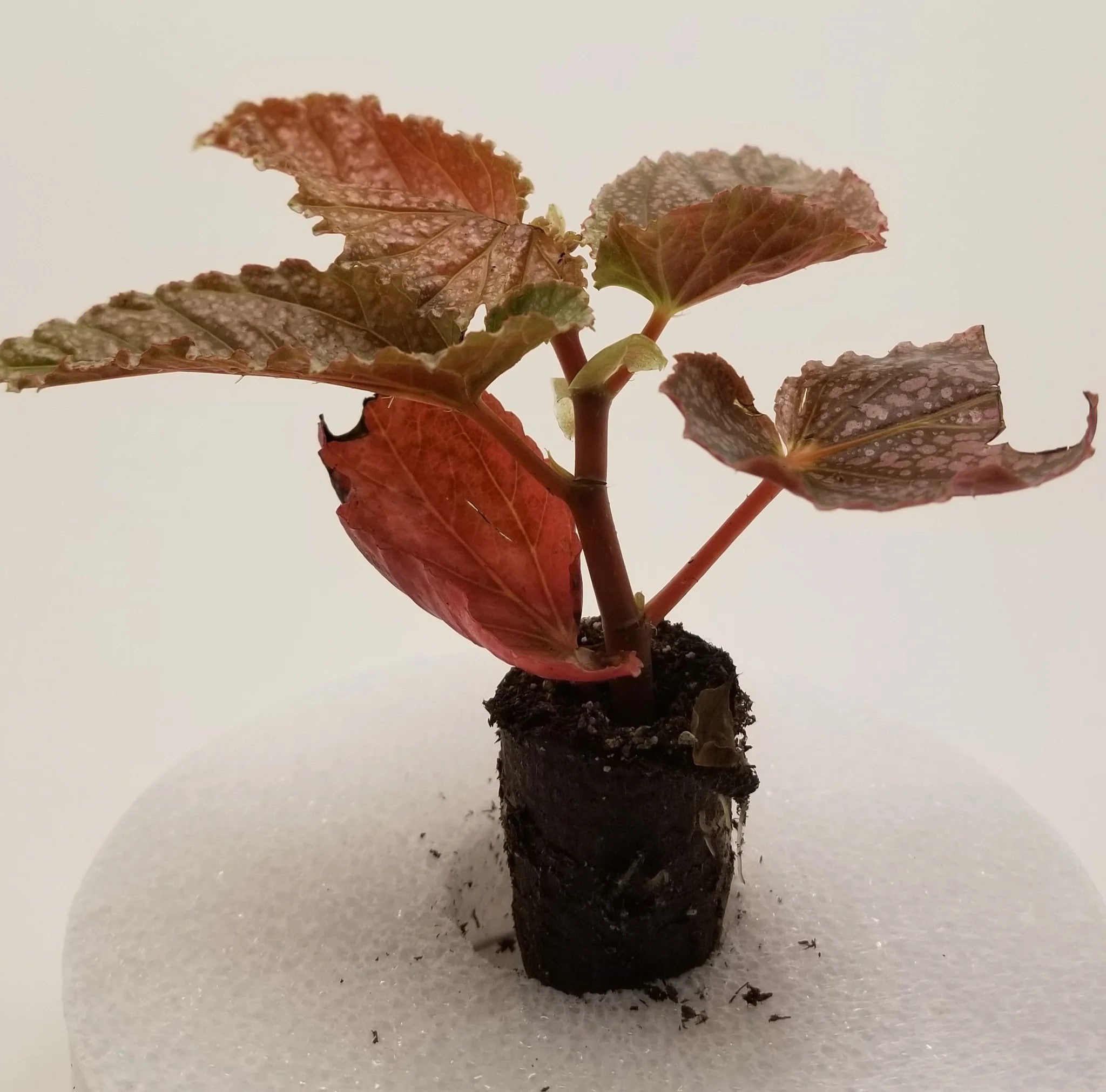 Angel Wing Begonia Miss Mummy Rooted Starter Plant