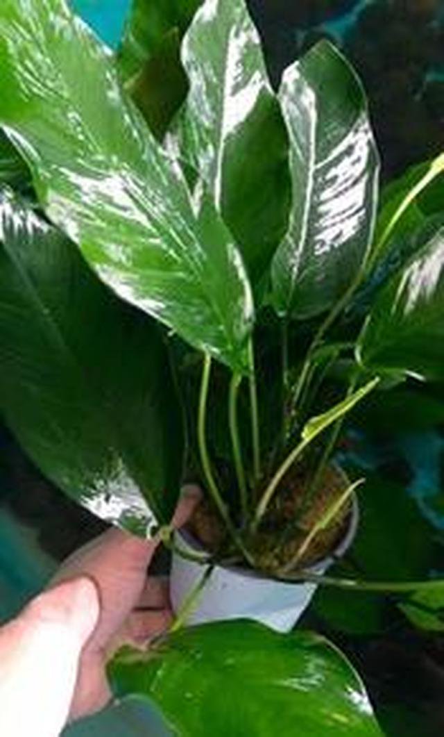 Anubias Nancon