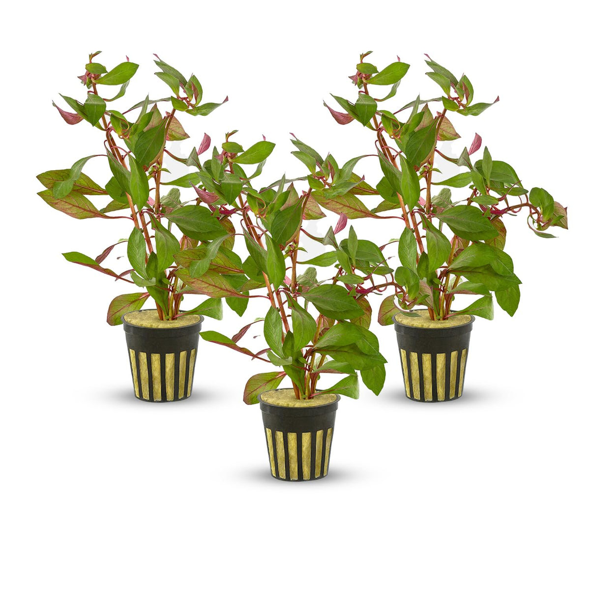 Ludwigia Repens Super Red Mini