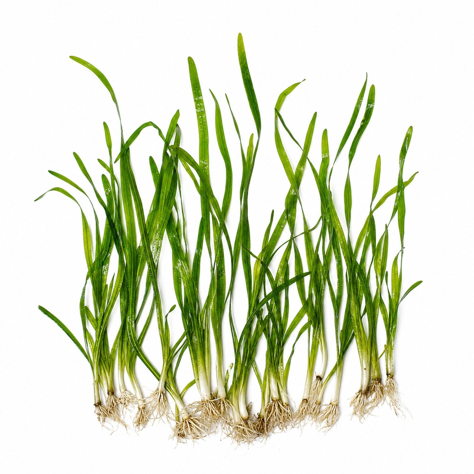 18 Lush Jungle Vallisneria Plants
