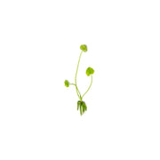 Banana Plant (Nymphoides Aquatica)