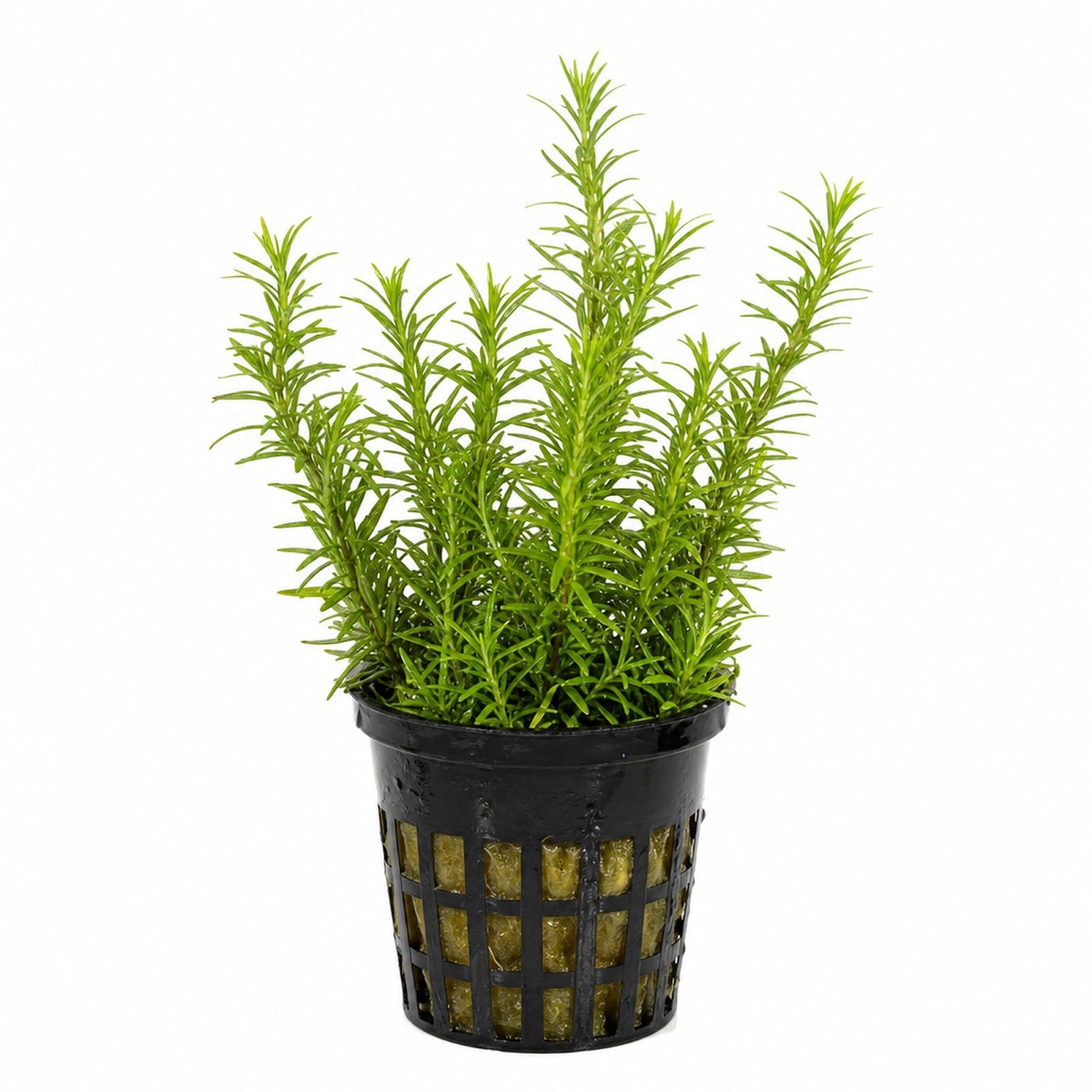 Limnophila Hippuridoides