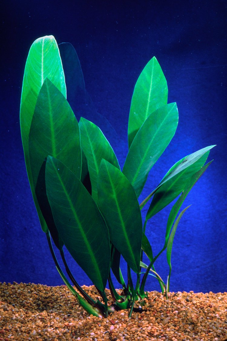 Anubias Afzelii