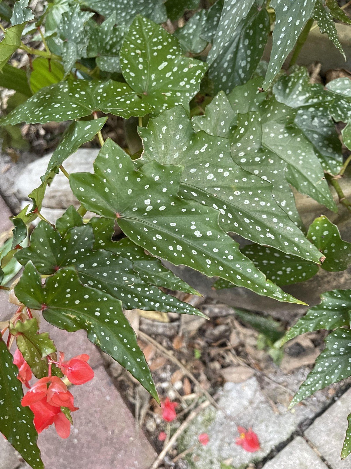 Angel Wing Begonia Lois Burke Rooted Starter Plant