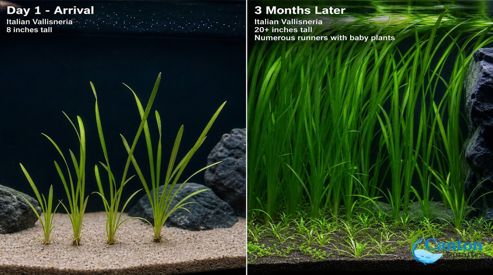 18 Plant Pack Valisnaria Vals Live Aquarium Plants