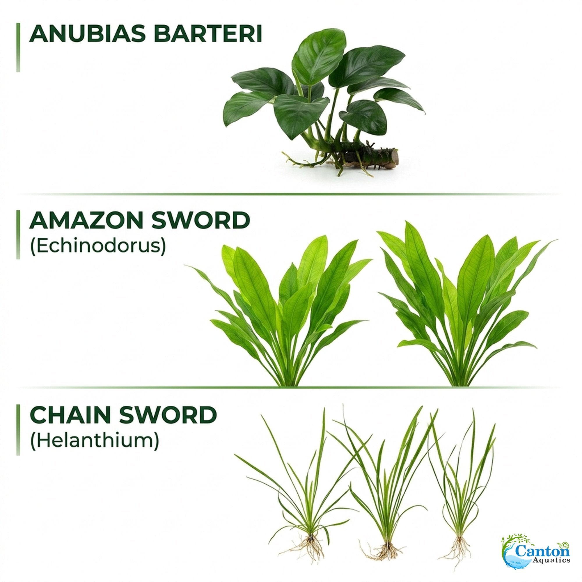 Aquarium Plant Bundle: Anubias, Amazon & Chain Sword