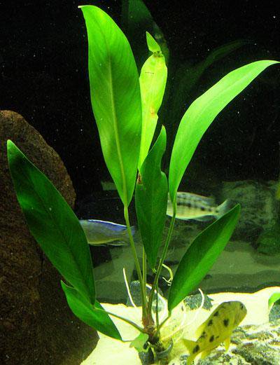 Anubias Heterophylla Lanceolata