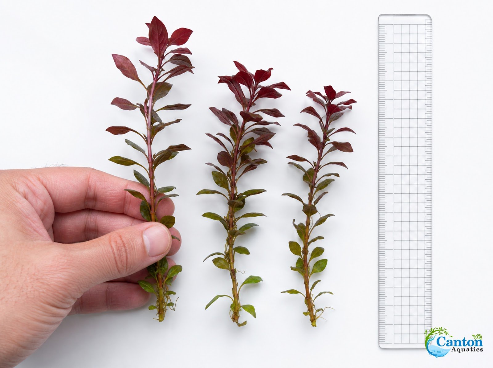 3 Pack Ludwigia Repens Dark Red
