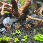 Staurogyne S Repens