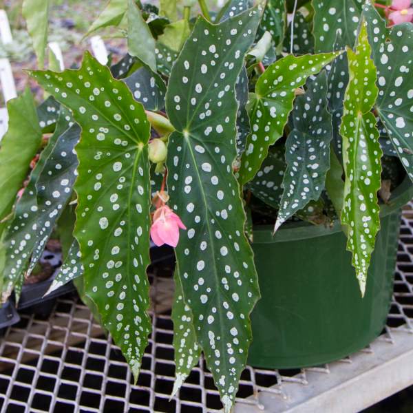 Angel Wing Begonia Assorted Starter Plant Bundle