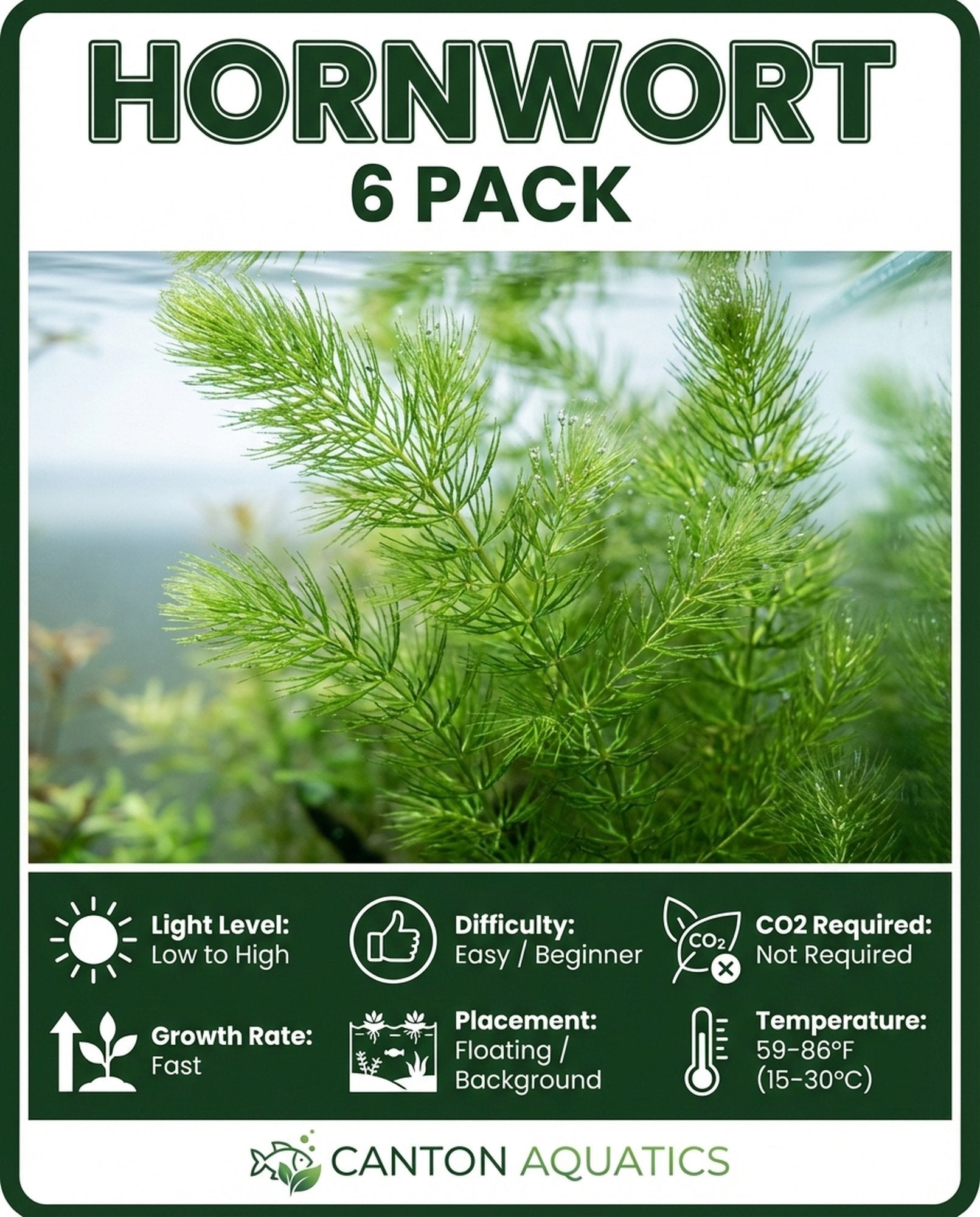 6 Hornwort Bunches