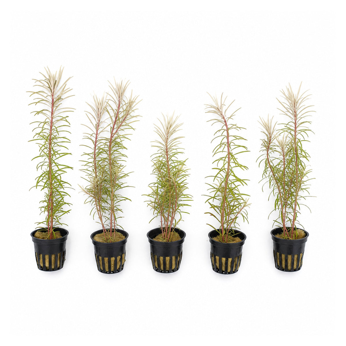 Ludwigia Inclinata "Verticillata White"