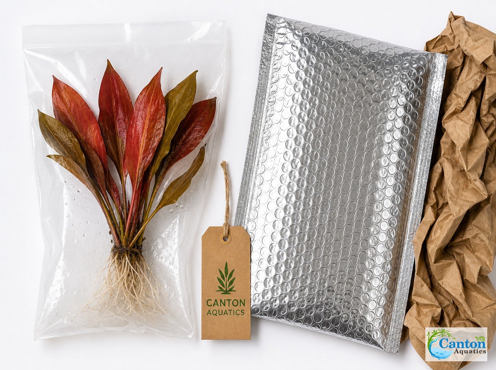 Amazon Sword Echinodorus Red Flame