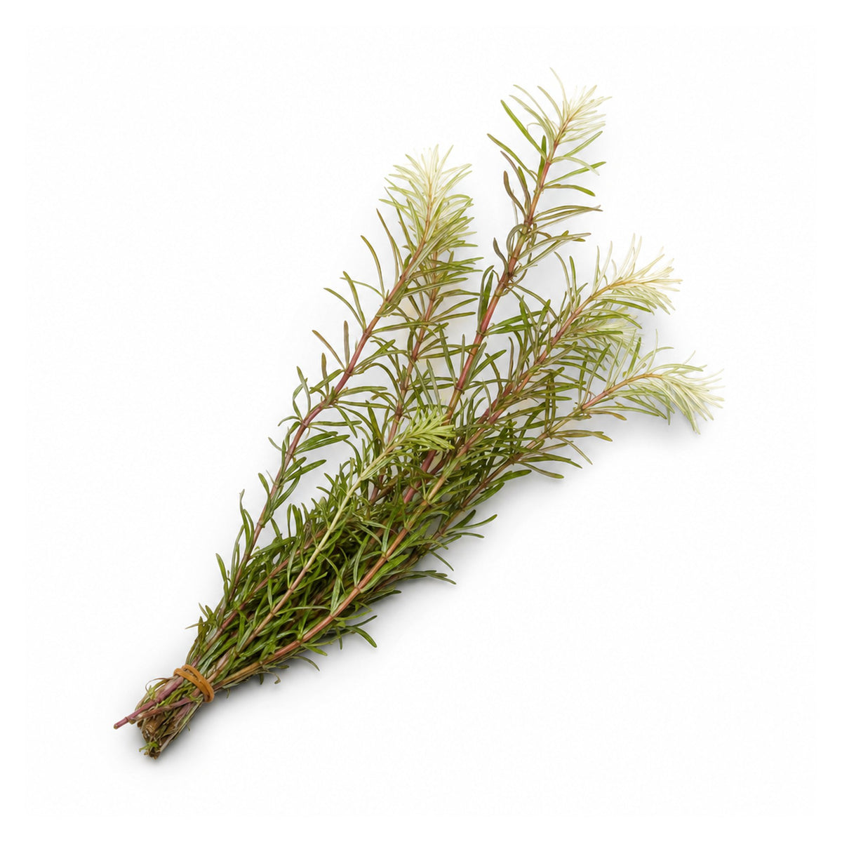 Ludwigia Inclinata "Verticillata White"