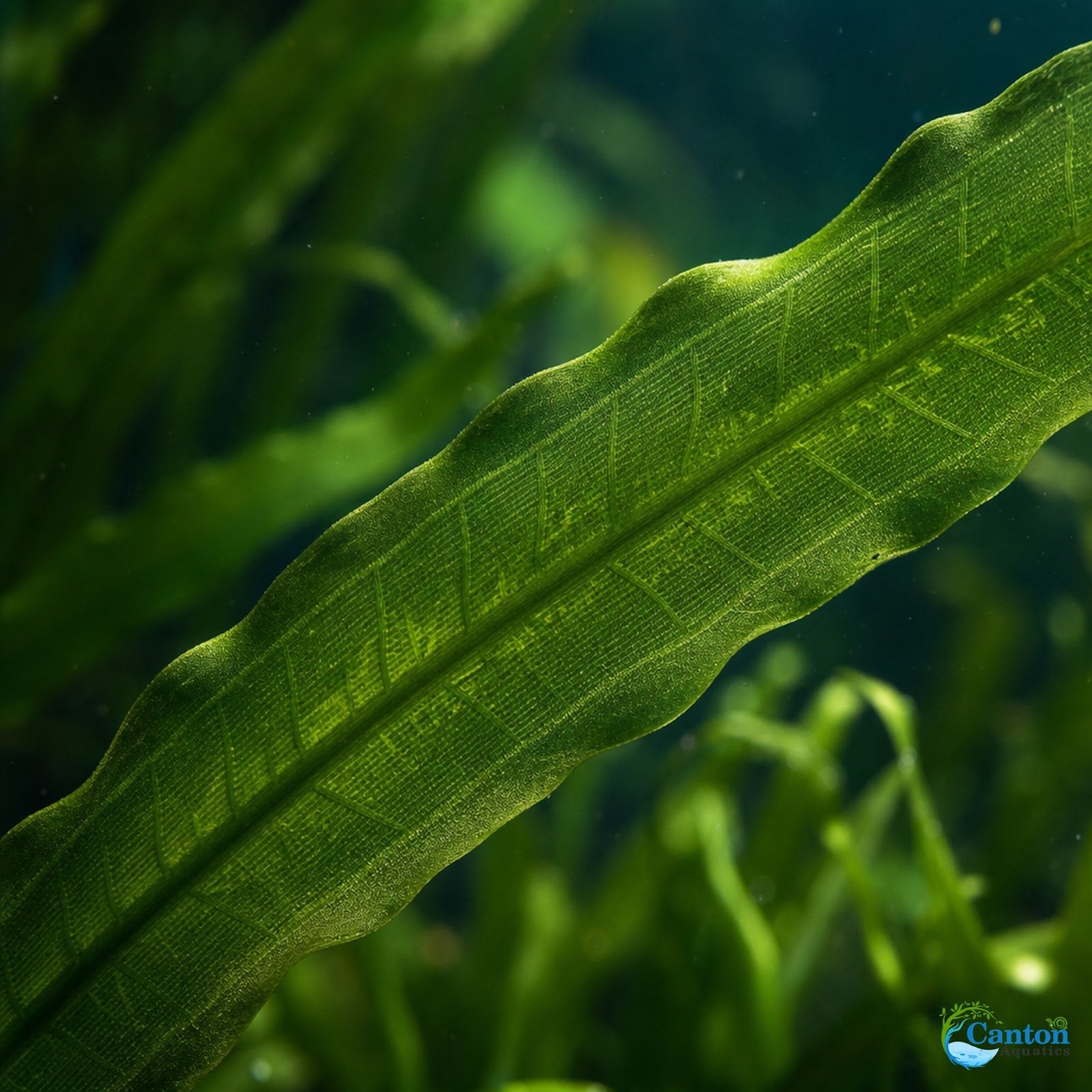 6 Jungle Vallisneria American Val Plants