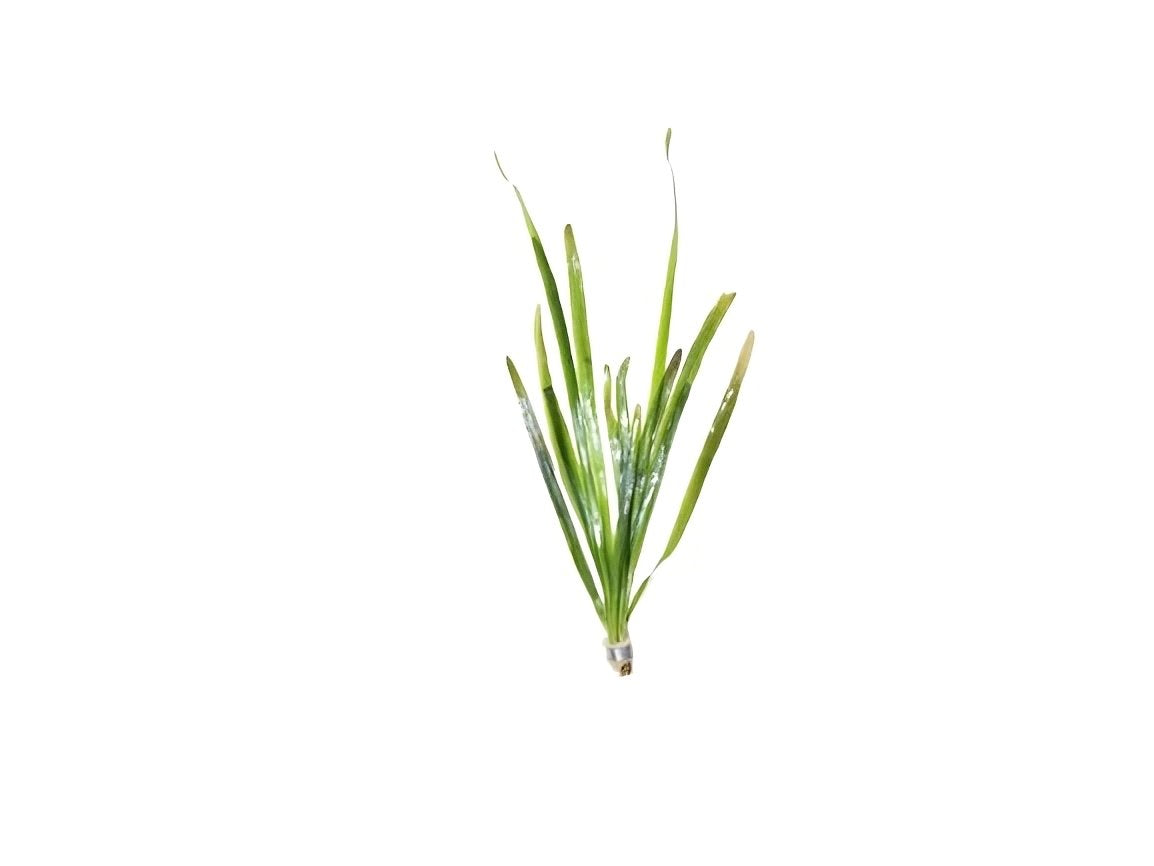 6 Plant Pack Jungle Vallisneria Americana