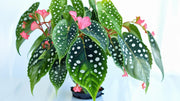 Angel Wing Begonia My Special Angel