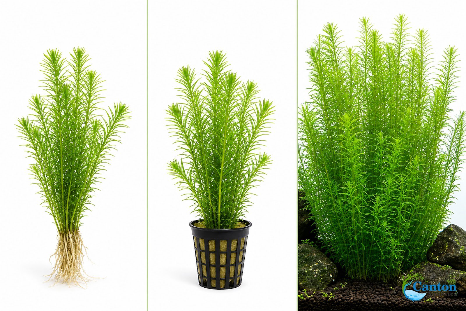 Limnophila Hippuridoides