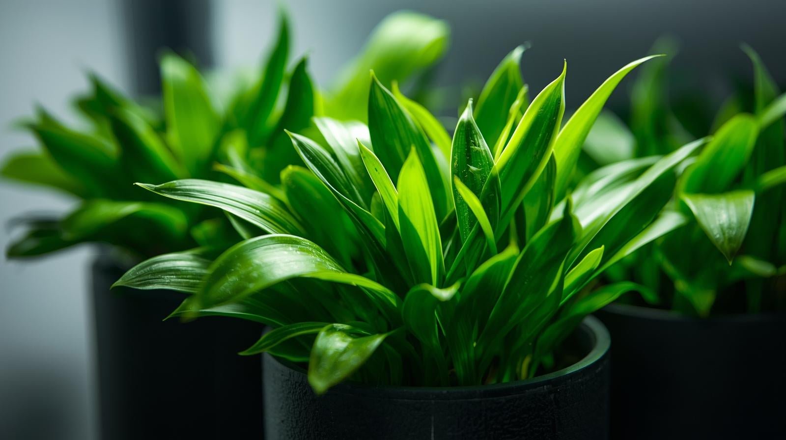 Cryptocoryne Becketii Petchii