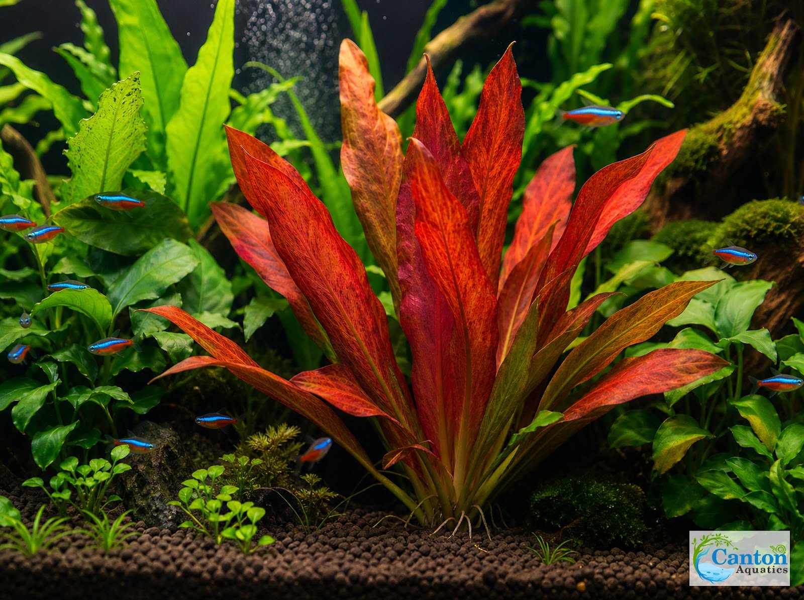 Amazon Sword Echinodorus Red Flame