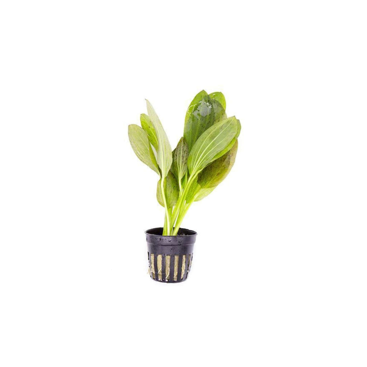 Amazon Sword Echinodorus "Green Ozelot"