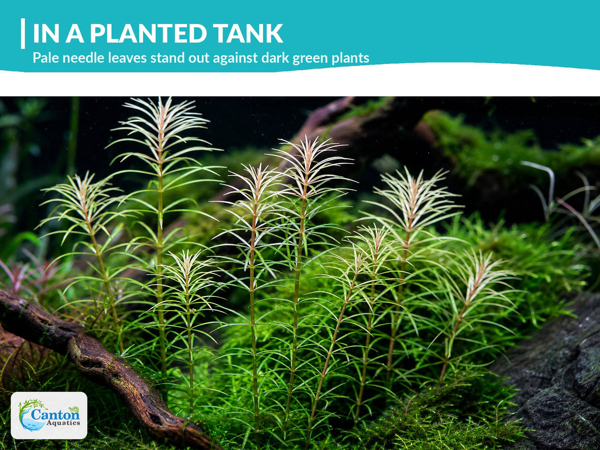 Ludwigia Inclinata "Verticillata White"