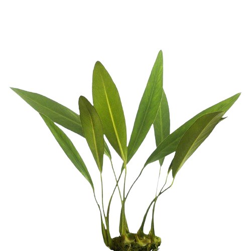 Anubias Congensis