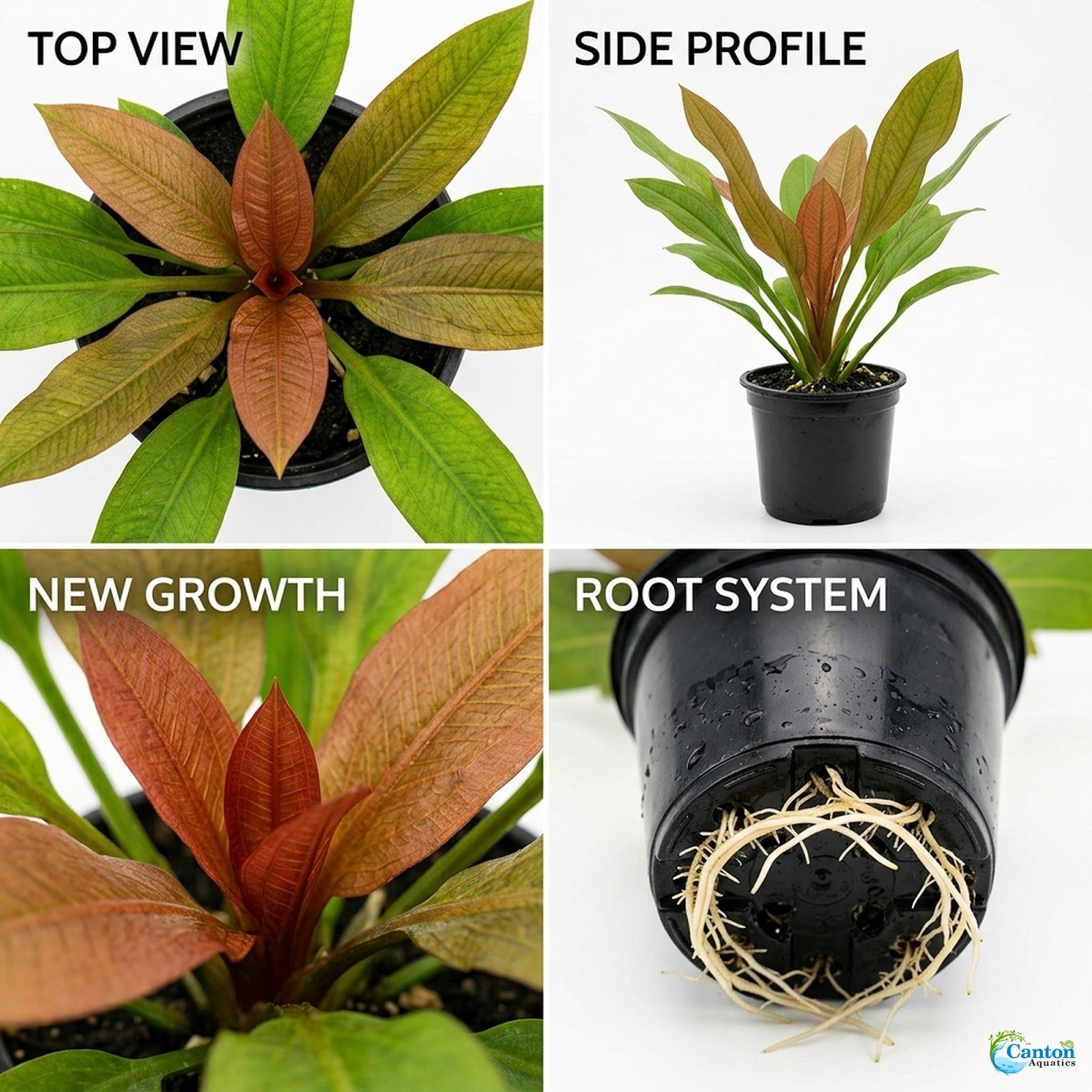 CANTON AQUATICS Live Aquarium Amazon Sword Echinodorus Red Pearl Plant - Natural Cleaning Filter for Water - Long Lasting & Easy to Maintain Aquatic Plants - Suitable for Winter & Summer - 2" Pot