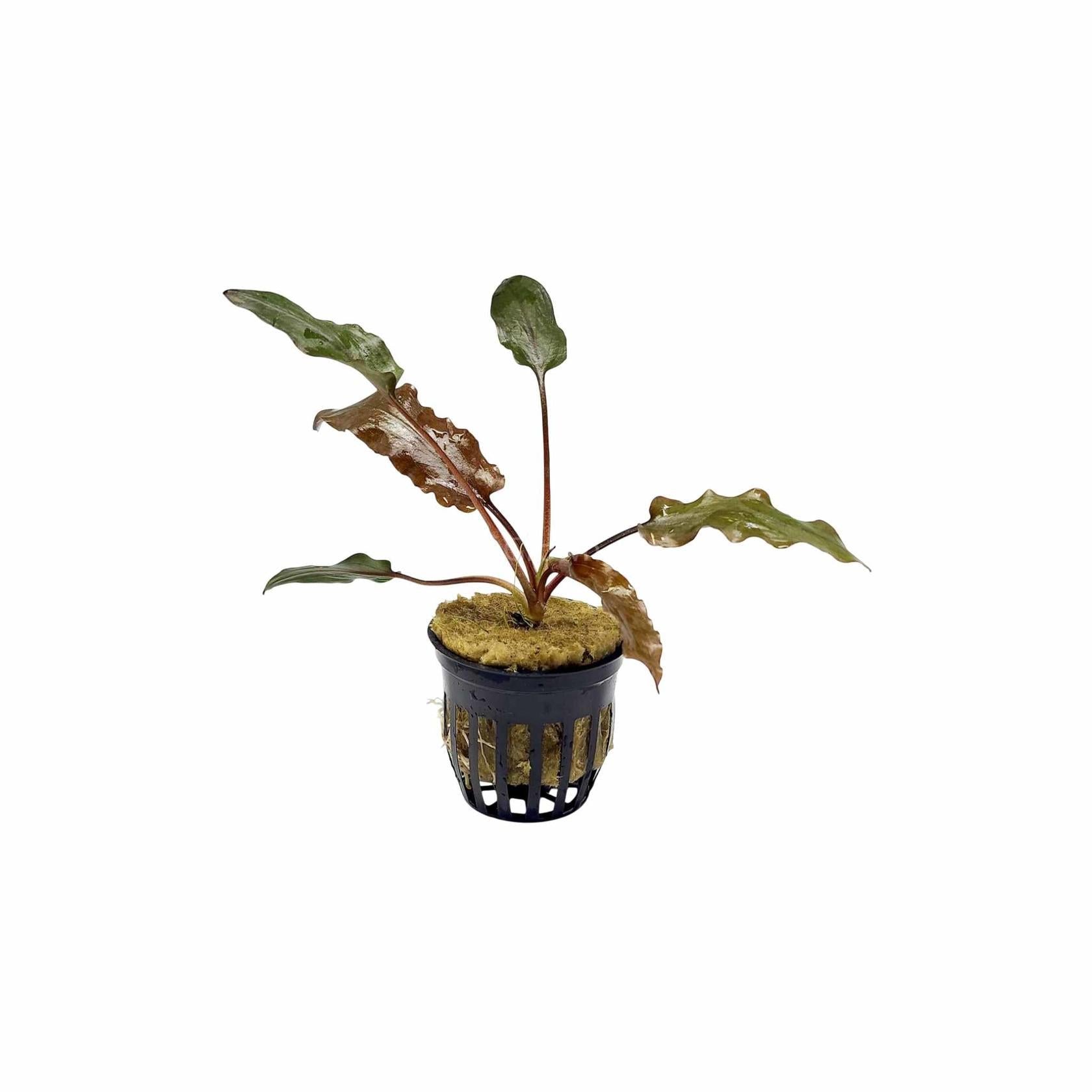 Cryptocoryne Wendtii Red