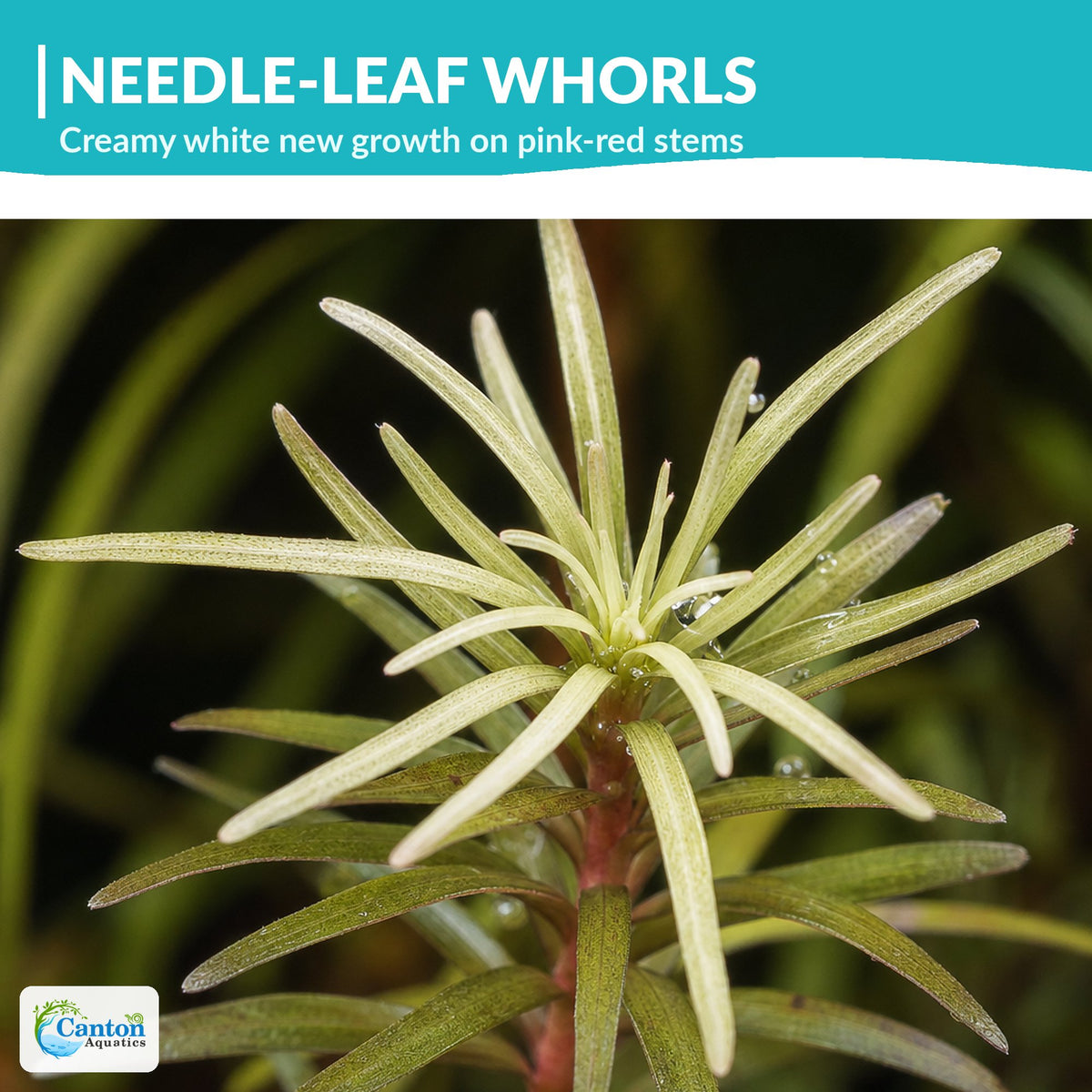 Ludwigia Inclinata "Verticillata White"