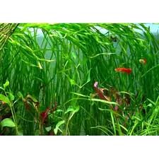 6 Plant Pack Jungle Vallisneria Americana