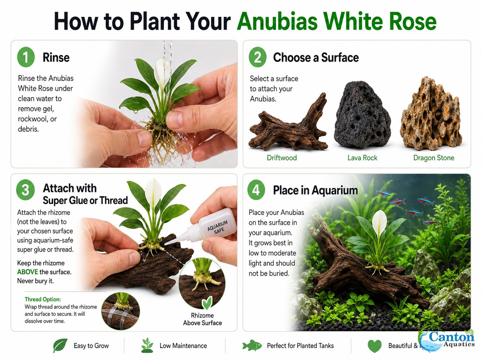 Anubias White Rose
