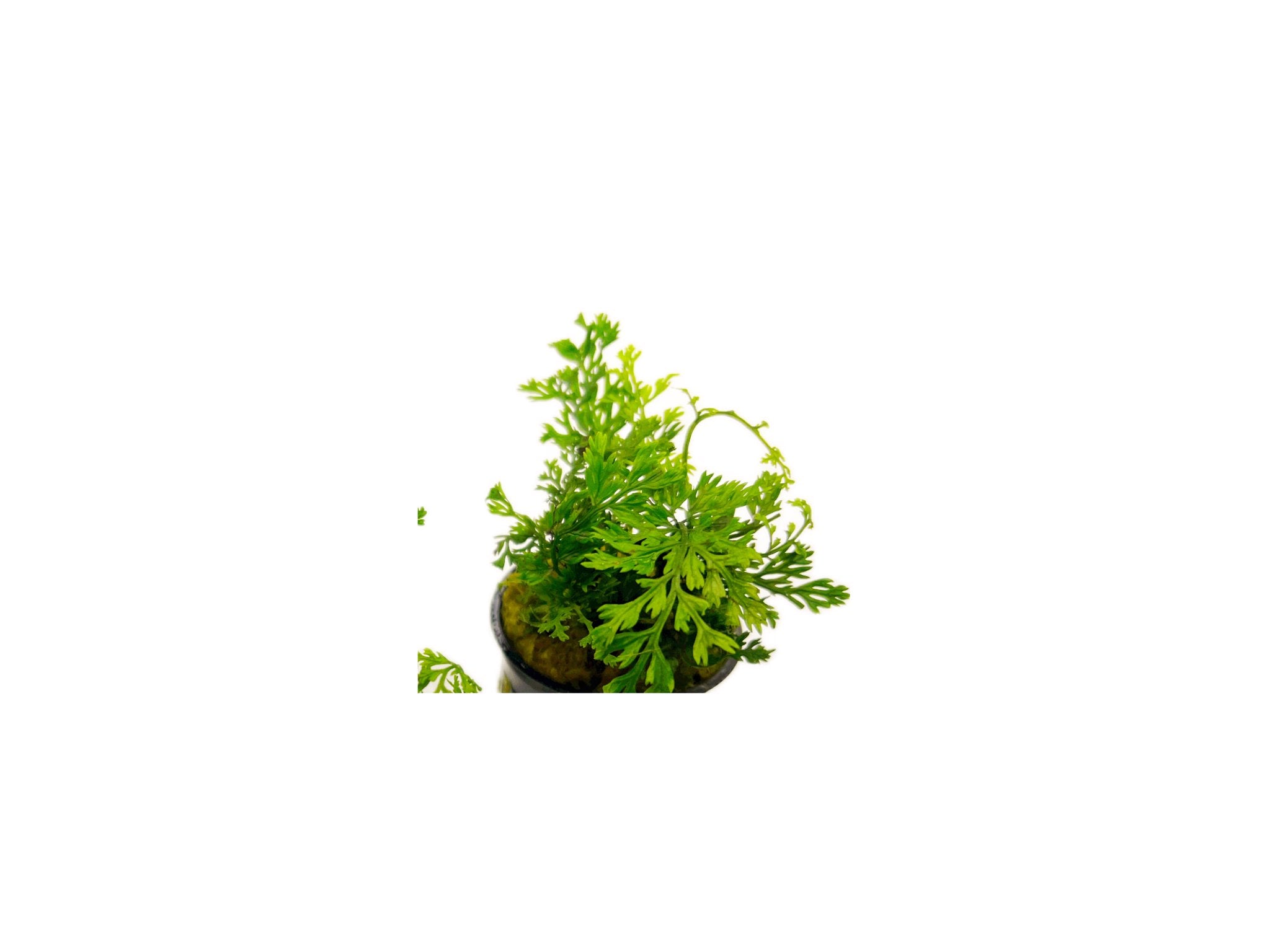 Bolbitis Heteroclita Difformis "Mini"