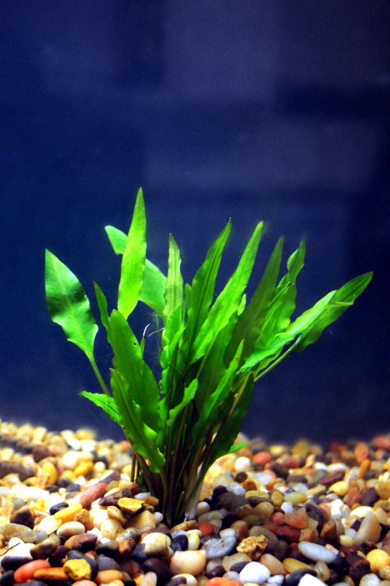 Cryptocoryne Crypt Lutea
