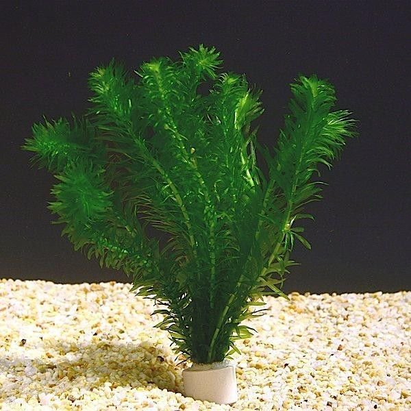 Anacharis Egeria Densa