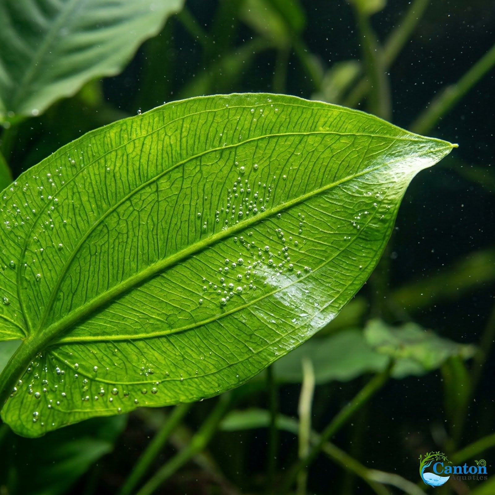 Anubias Gigantea