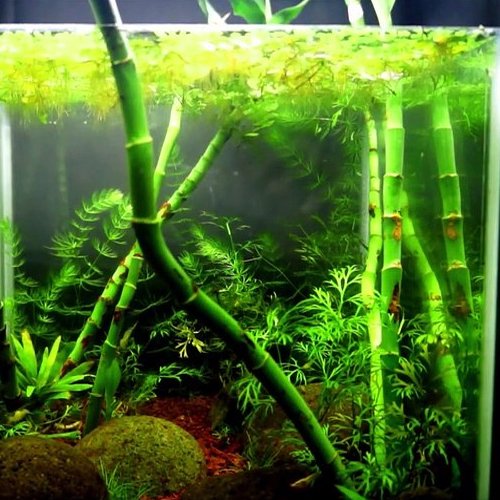 Lucky Bamboo Plant (Dracaena Sanderiana)