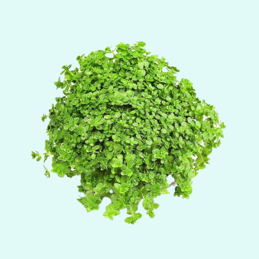Dwarf Baby Tears Micranthemum Umbrosom