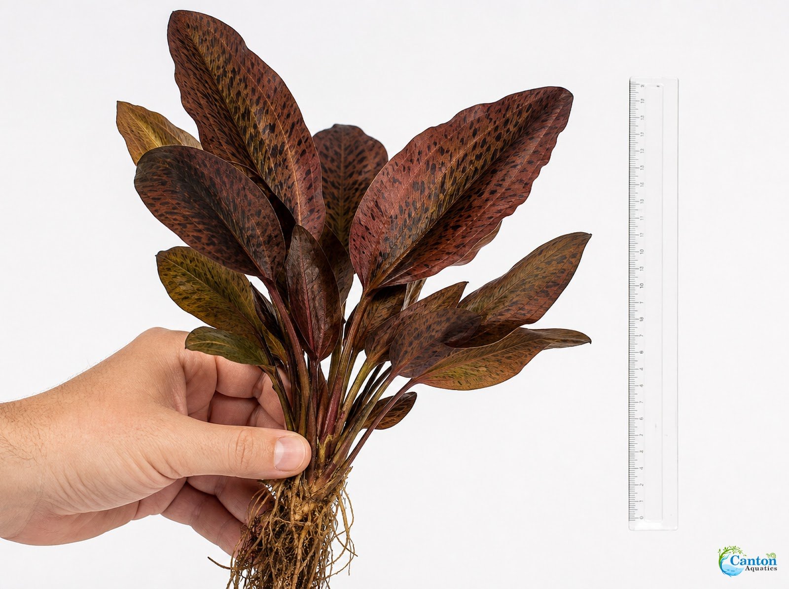 Amazon Sword Echinodorus Ozelot Red