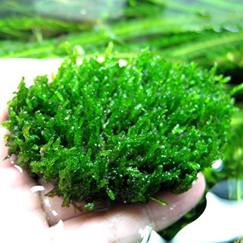 Flame Moss (Taxiphyllum 'Flame')