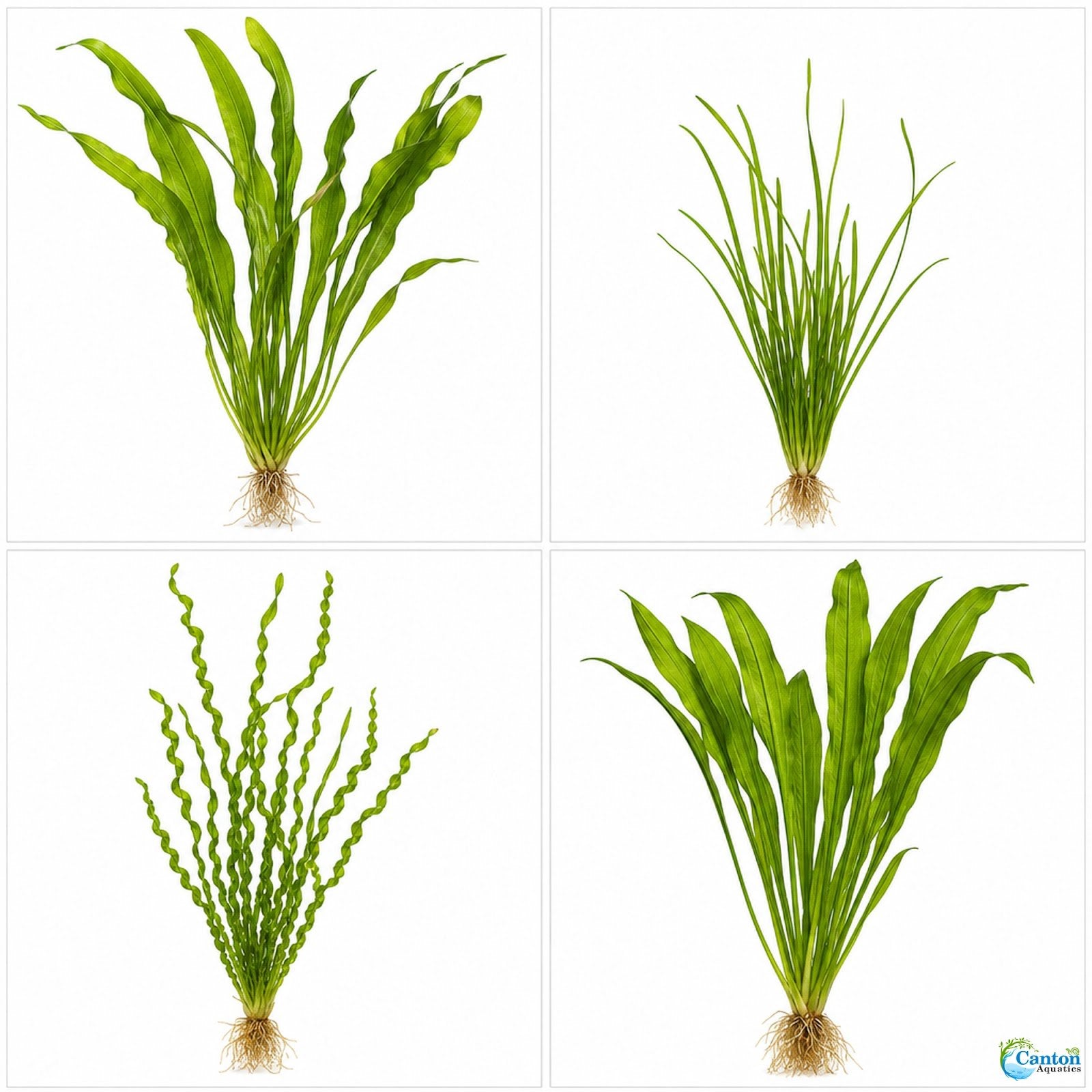 18 Lush Jungle Vallisneria Plants