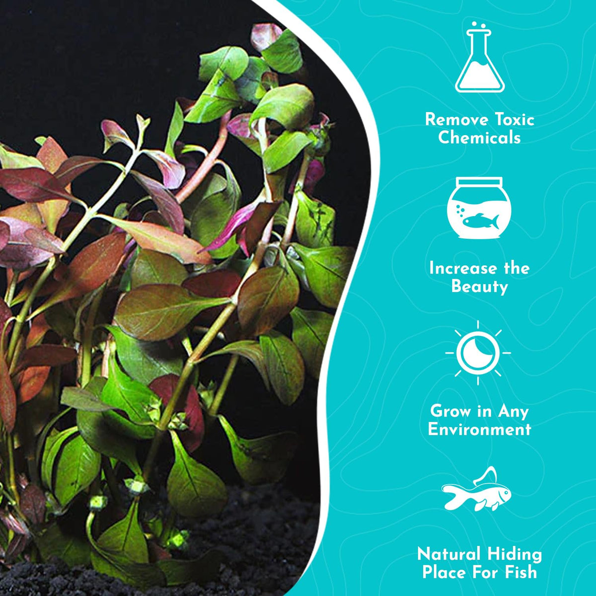 Ludwigia Repens Super Red Mini