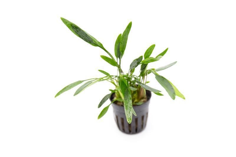 Cryptocoryne Crypt Lucens